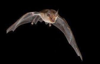 蝙蝠在夜間是怎麼分辨障礙物的呢（白天它們在哪兒呢）1