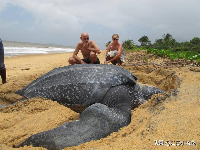 世界上體型最大的海龜是什麼龜（背殼能停小汽車的遠古巨龜）6