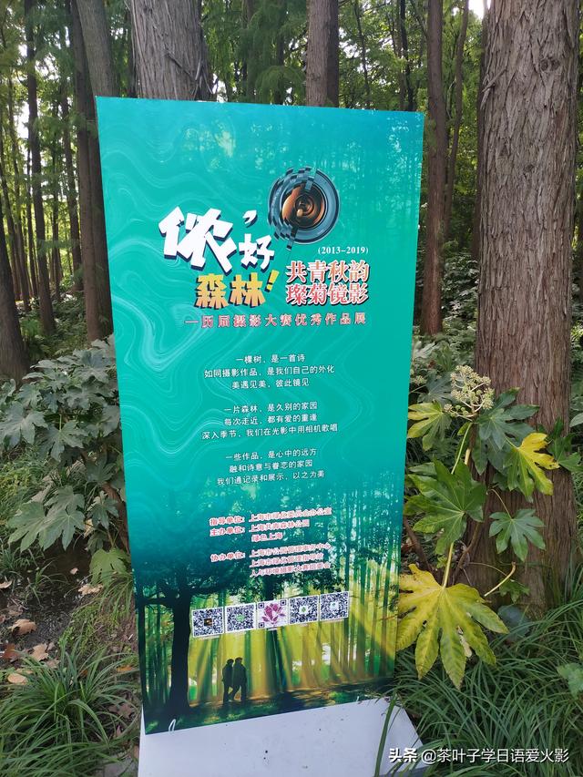 上海共青森林公園有什麼項目玩（強烈推薦-上海共青國家森林公園-超級适合散心遊玩以及睡覺）24