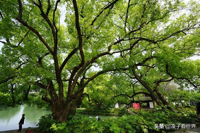 杭州西溪國家濕地公園免費（杭州西溪有個國際級濕地公園）19