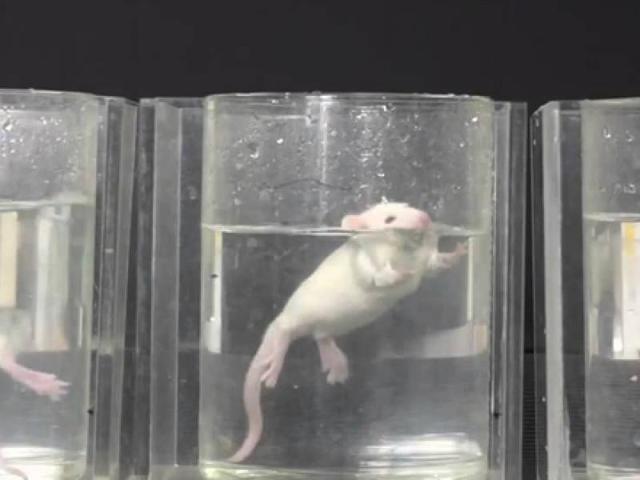 科學家隔離老鼠的實驗（邪惡的動物實驗）4