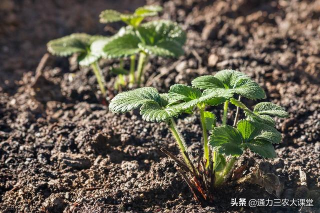 草莓的種植怎麼管理能高産（草莓如何種植成活率高）3