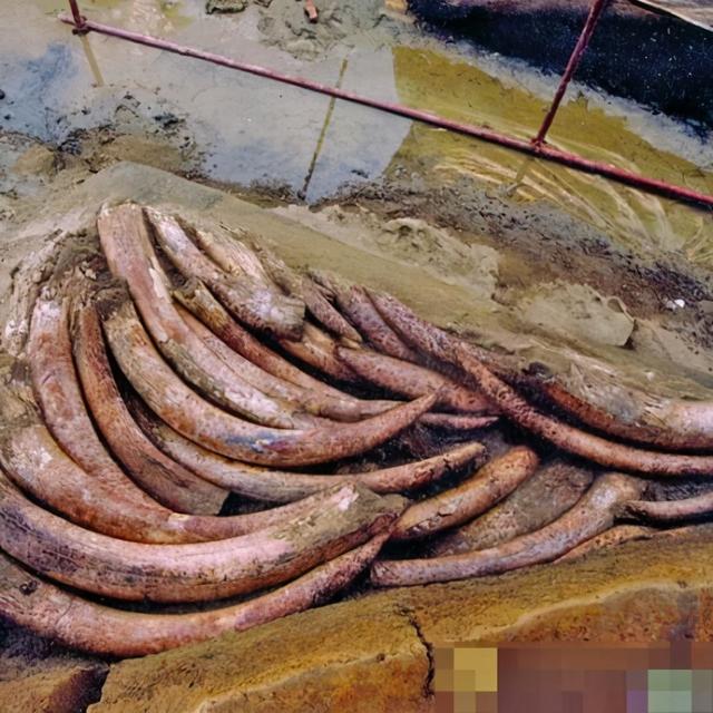 三星堆遺址發現埋藏3000年的象牙（出土的120根象牙有何用處）8