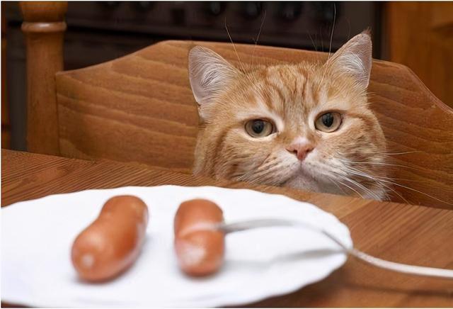 貓咪吃哪些食物比較好（貓咪最喜歡吃什麼）1