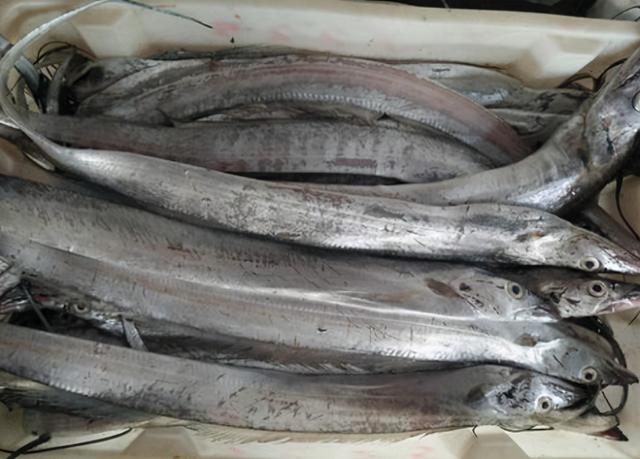 人工養殖海産魚有哪些種類（海鮮市場裡這4種魚）3