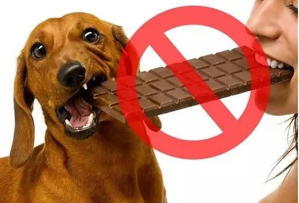 狗狗不能吃的20種食物你都知道嗎（這9種食物對狗狗的身體有很大）7