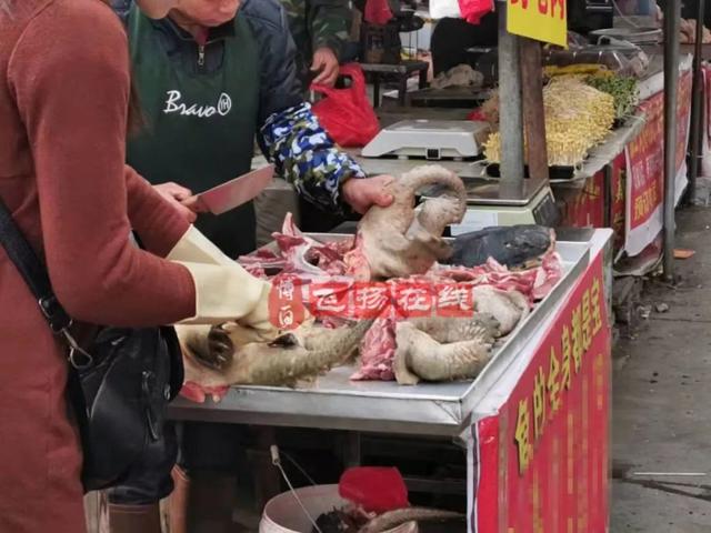 貴陽鳄龜交易市場（博白南城市場出現鳄龜肉）6
