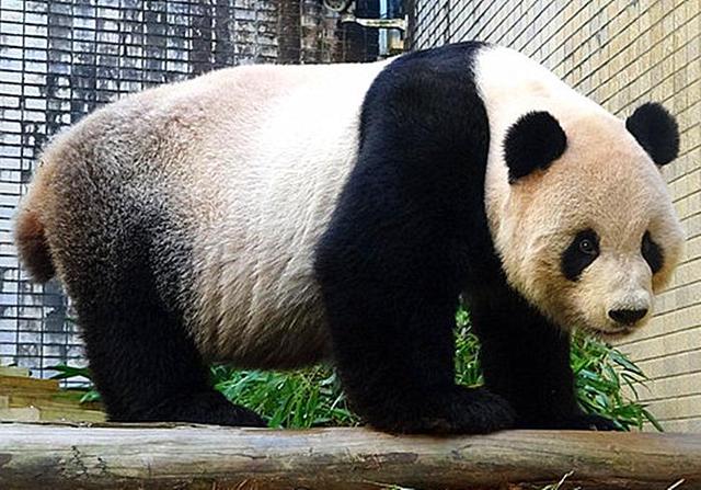 為什麼有的大熊貓拖着後腿走路（歎氣也要堅持仰卧起坐）2