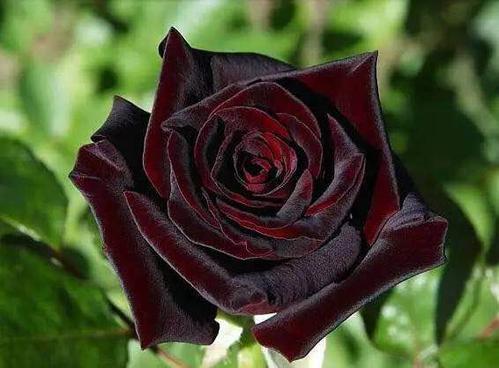 世界上為什麼沒有純黑色的花（罕見的12種黑色花）13
