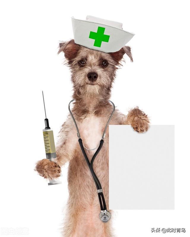 青島免費狗狗疫苗（做一個青島合格的）5