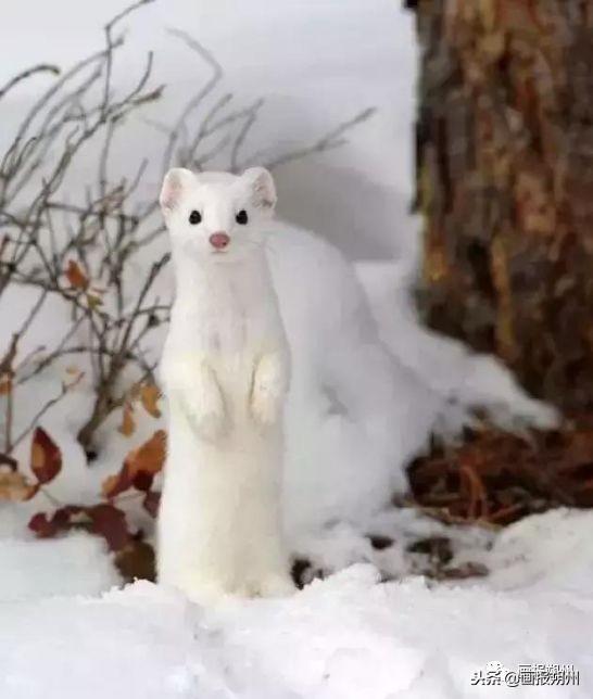 過冬必備的10種動物（關注冬天到了野外的動物是怎麼過冬的呢）2