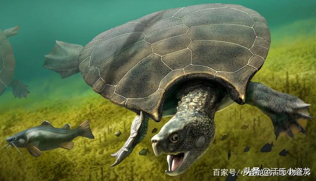 世界上體型最大的海龜是什麼龜（背殼能停小汽車的遠古巨龜）15