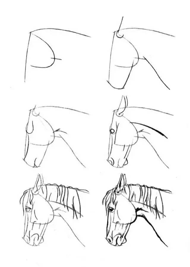 怎麼畫馬最簡單最好看帥氣（幹貨不會畫馬教你40種馬的結構畫法）21