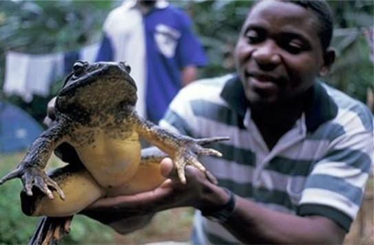 世界上最大的青蛙體型（世界上最大的青蛙）5