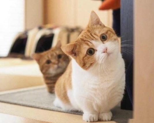 新手養貓基礎知識寵物貓飼養（幼貓和成貓）6