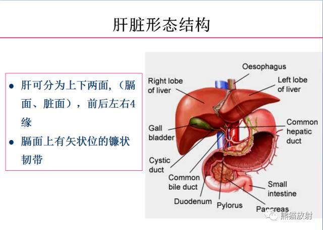 肝總管ct解剖位置（收藏上腹部CT斷層）1
