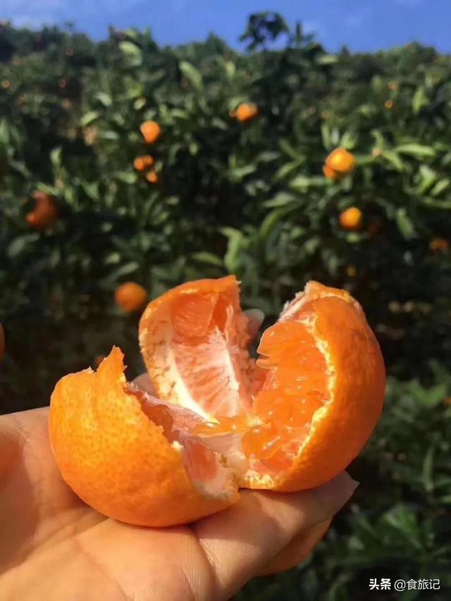 如何選到又甜又好吃的橘子（好吃到哭的流蜜爆汁橘子）9