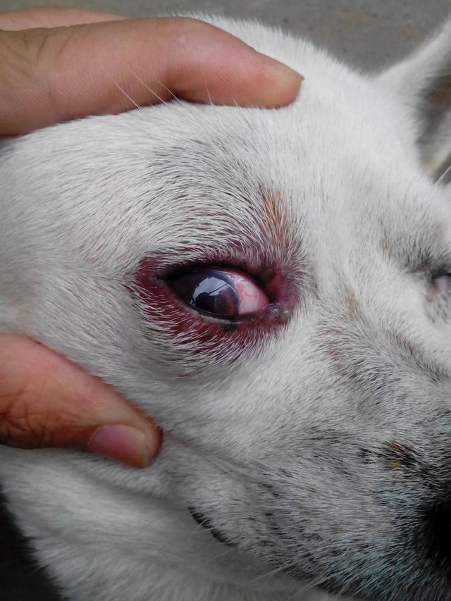 狗狗眼睛病初期症狀（小心這3種眼睛炎症）7