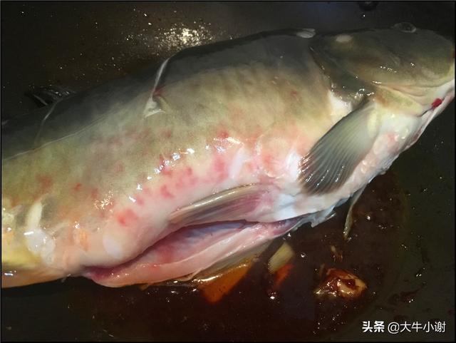 高原裸鯉怎麼做好吃（介紹一下鏡鯉是什麼魚）6