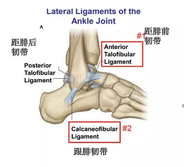 踝關節扭傷外踝凸起診斷（踝關節扭傷診療指南）1