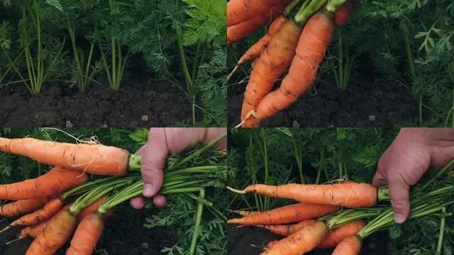 哪種胡蘿蔔比較好（挑選胡蘿蔔有訣竅）5