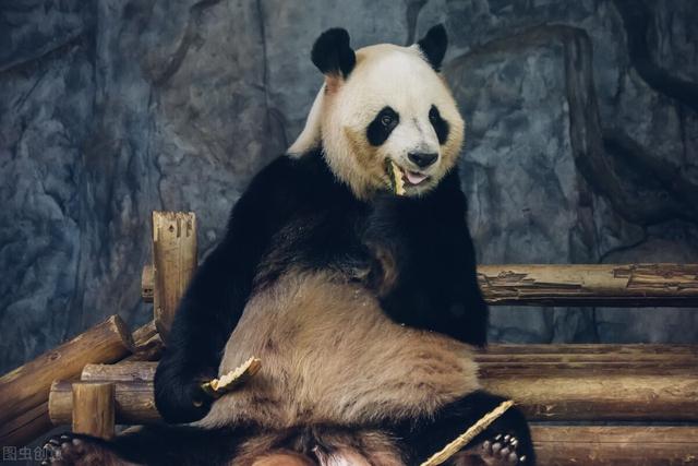 大熊貓平時除了吃竹子還會吃什麼（天天啃竹子的大熊貓）1
