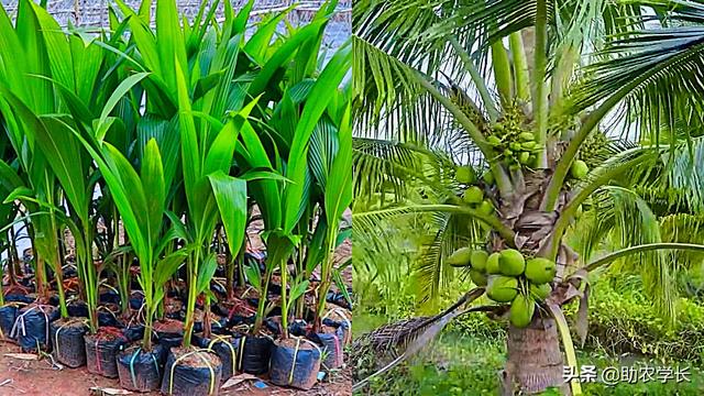 椰子樹種植條件（椰子樹是怎麼種植出來的）1