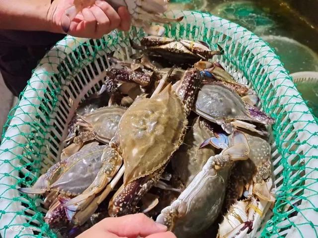 漁民抓六種梭子蟹（東海現捕野生梭子蟹）6