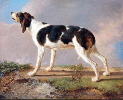 古代最早的寵物狗（古羅馬的狗有多幸福）(19)
