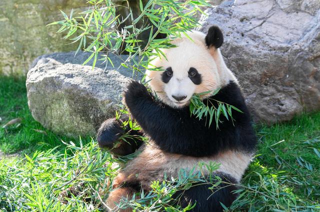 大熊貓平時除了吃竹子還會吃什麼（天天啃竹子的大熊貓）4