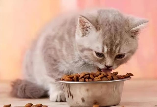 貓咪食物蛋白質（貓咪最主要的營養來源）4