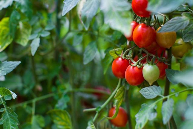 盆栽小番茄的種植方法（家庭盆栽蔬菜選番茄）12