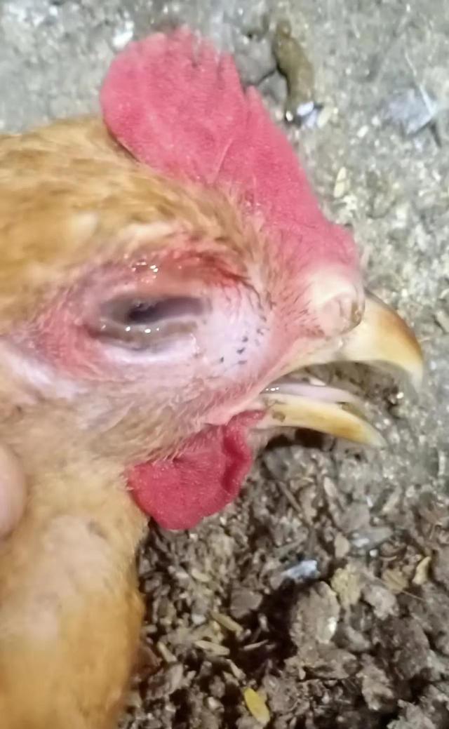 雞出現臉腫是什麼病（雞腫頭腫臉是怎麼回事）1