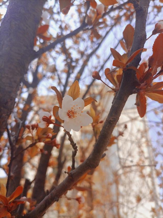 杏樹到了花期（春天杏樹開花）2