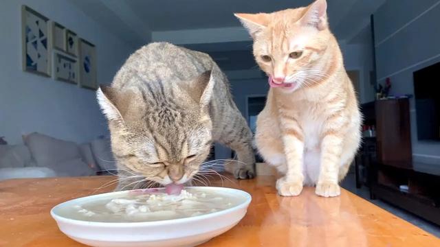 貓咪光喝水能不能餓死（把貓咪關在家裡2周時間）2