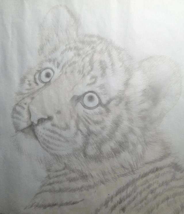 老虎的畫法素描霸氣（老虎的畫法）5