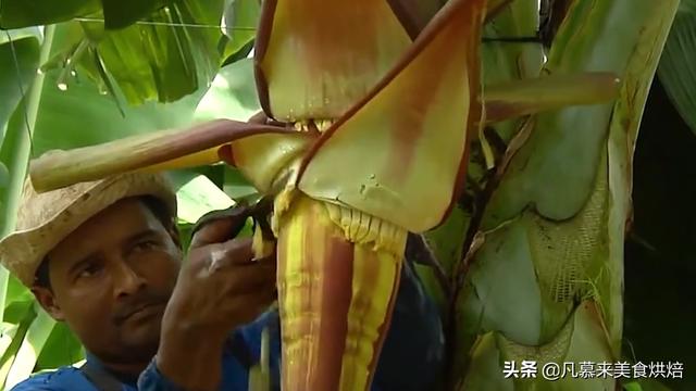 香蕉怎麼種植才能結果（香蕉是如何種出來的）12