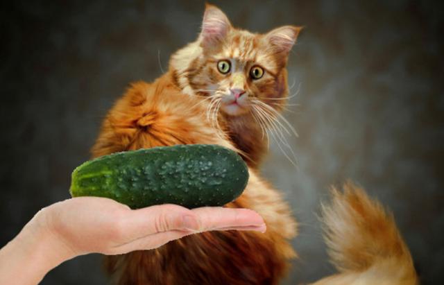 為什麼貓咪會怕黃瓜啊（貓咪為什麼會害怕黃瓜）3