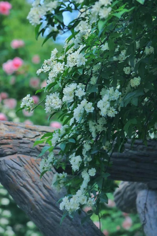 高大一些的花卉（花卉白色的花卉）16