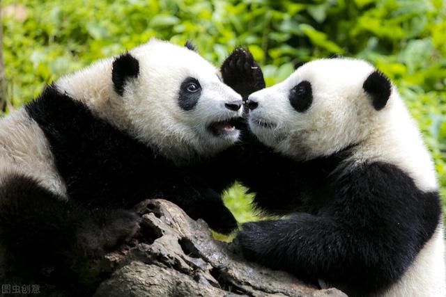 大熊貓平時除了吃竹子還會吃什麼（天天啃竹子的大熊貓）3