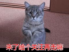 貓咪的爪型判斷貓咪的性格（超準5種類型的貓咪）7
