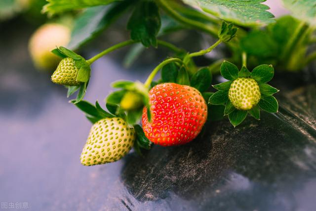 丹東一年産多少草莓（全國到處都在賣）4