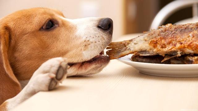 狗狗飲食裡的最佳食物（在狗狗眼中稱得上）2