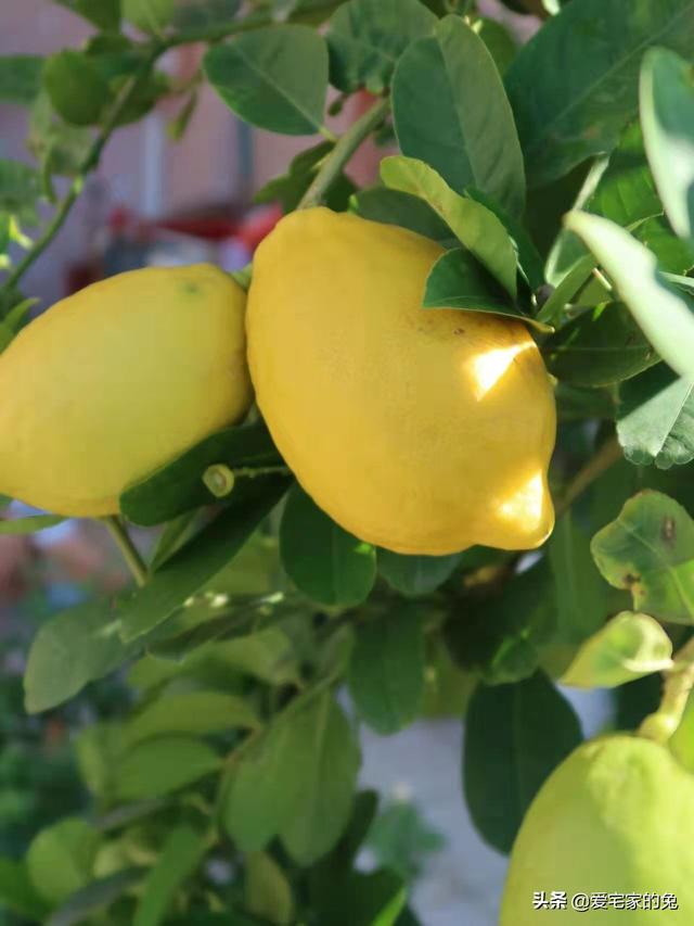 檸檬樹客廳大盆栽（用檸檬樹當軟裝也太絕了）10