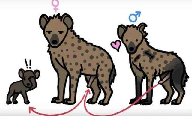 一隻斑鬣狗的自然繁衍能力（帶小夥子零件的小姑娘）10