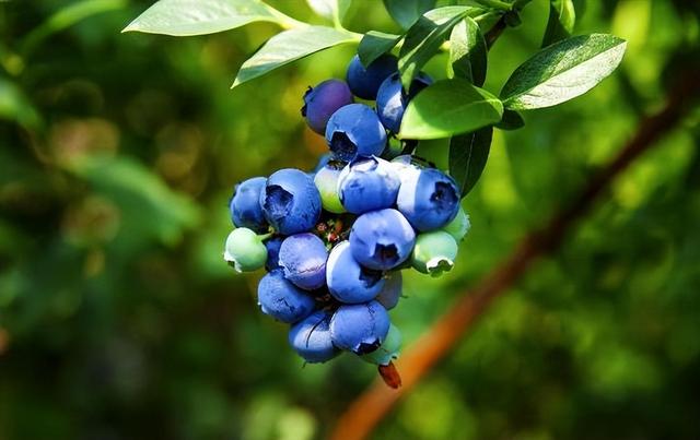 藍莓哪個品種适合北方好吃（藍莓好吃卻太貴）7