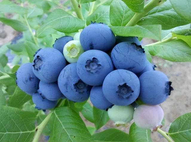 藍莓哪個品種适合北方好吃（藍莓好吃卻太貴）4