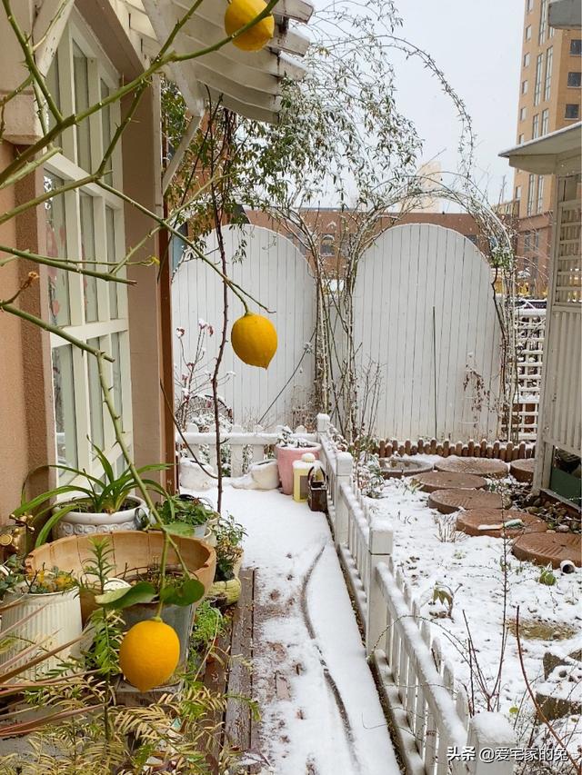 檸檬樹客廳大盆栽（用檸檬樹當軟裝也太絕了）8