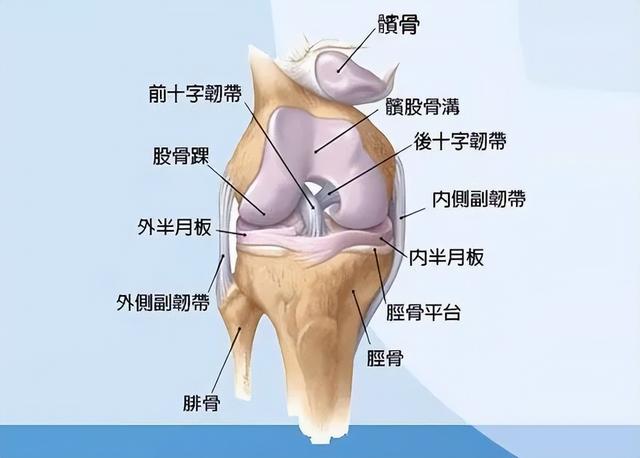 膝關節半月闆損傷後的康複評估（一文了解膝關節半月闆損傷）1