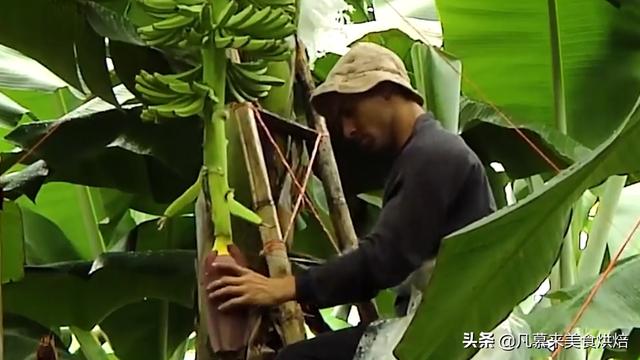 香蕉怎麼種植才能結果（香蕉是如何種出來的）13